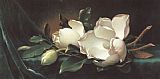 Magnolia Blossoms on Blue Velvet by Martin Johnson Heade